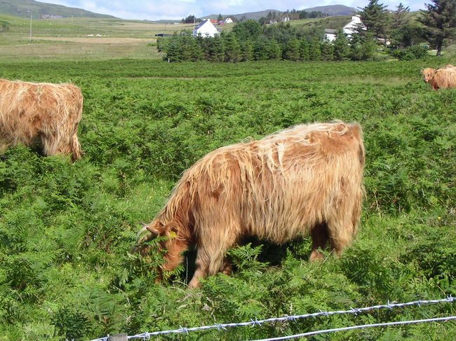    .  .  (Isle of Sky. Scotland). 
